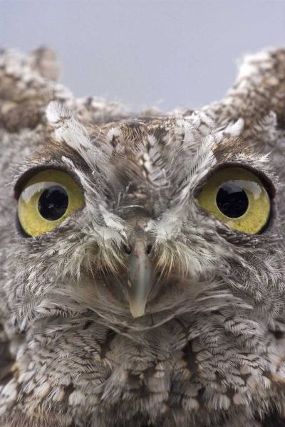 AK, Ketchikan Portrait of western screech owl